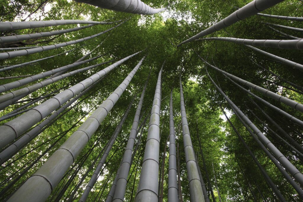 Moso Bamboo plants growing tall.